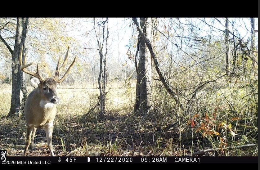 White Oak 266 is a 266+/- acre tract in Hinds County right on - photo 42