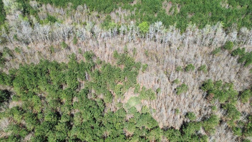 Explore the possibilities with this beautiful 77-acre tract in - photo 14