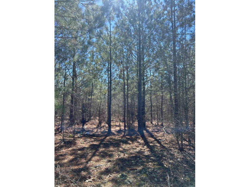 Explore the possibilities with this beautiful 77-acre tract in - photo 27
