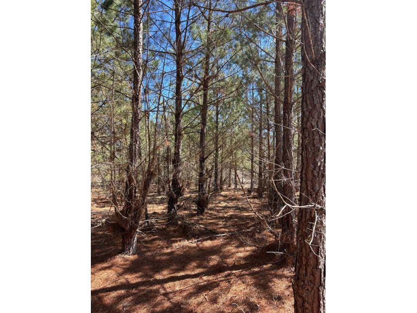 Explore the possibilities with this beautiful 77-acre tract in - photo 34