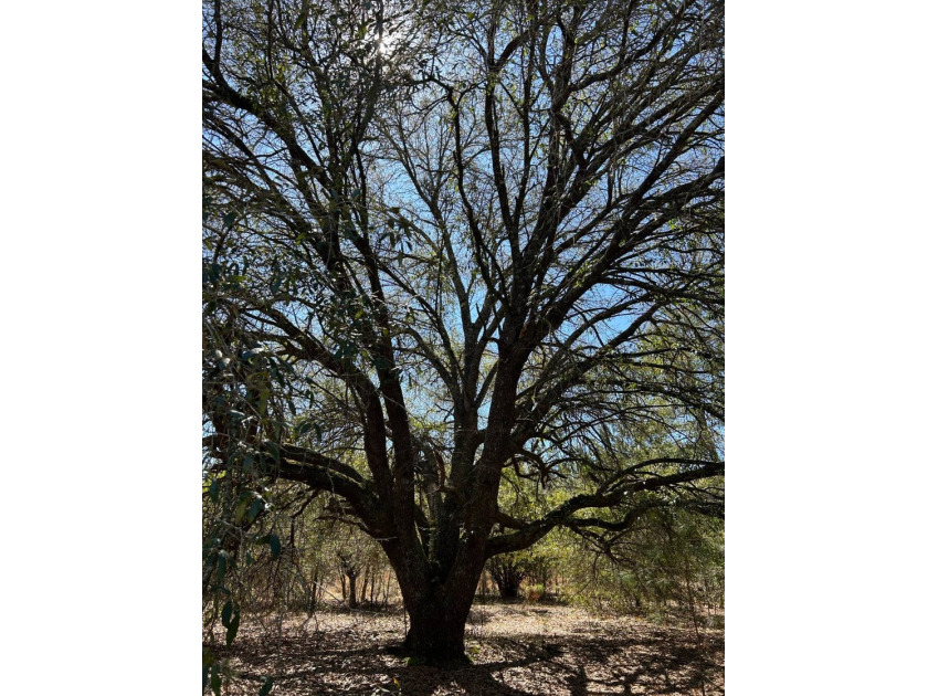 Explore the possibilities with this beautiful 77-acre tract in - photo 40