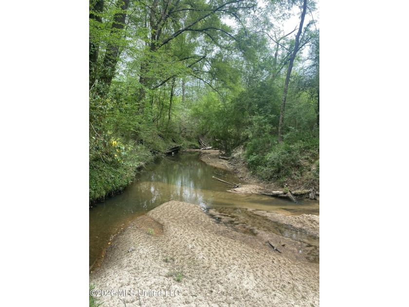 Hunting and Recreational retreat - 398+/- Acres in Amite County - photo 13