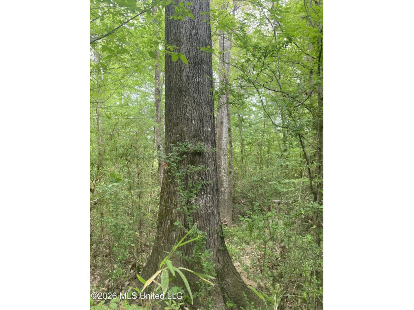 Hunting and Recreational retreat - 398+/- Acres in Amite County - photo 14