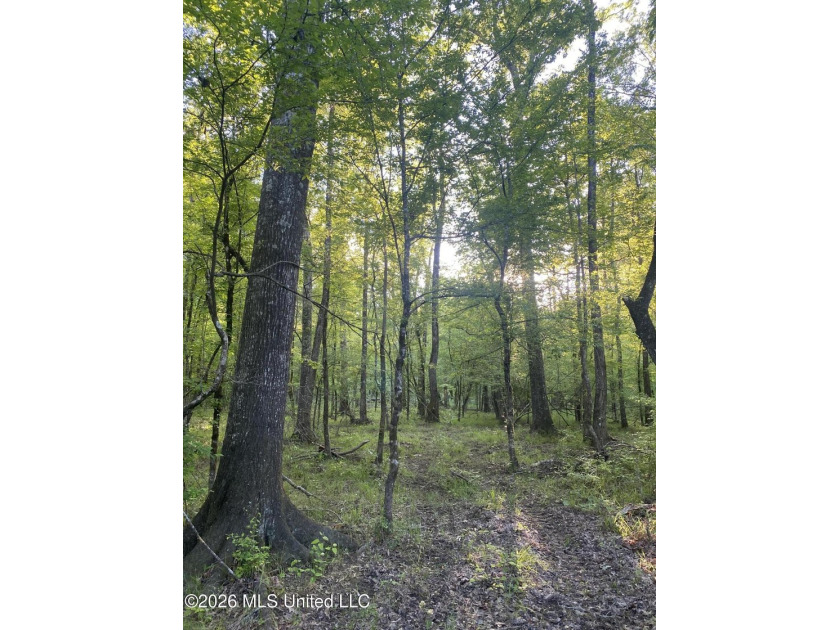 Hunting and Recreational retreat - 398+/- Acres in Amite County - photo 17