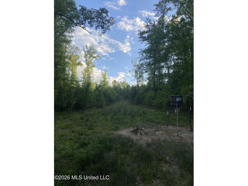 Hunting and Recreational retreat - 398+/- Acres in Amite County - photo 19