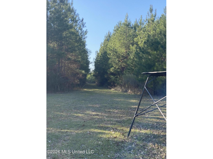 Hunting and Recreational retreat - 398+/- Acres in Amite County - photo 20