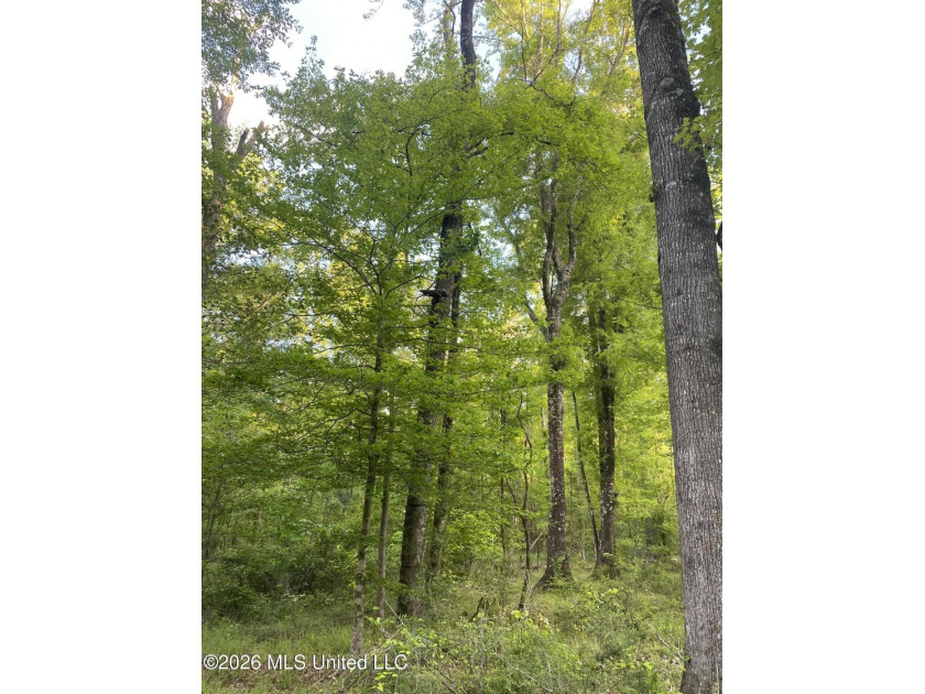 Hunting and Recreational retreat - 398+/- Acres in Amite County - photo 22