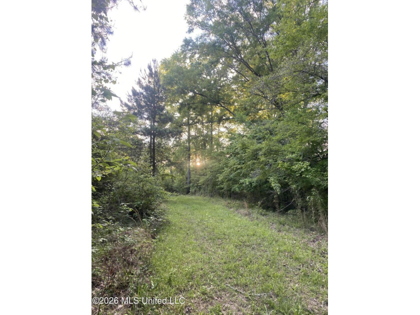 Hunting and Recreational retreat - 398+/- Acres in Amite County - photo 28