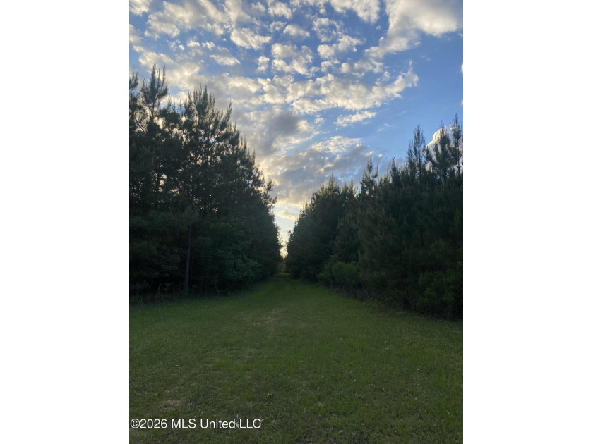 Hunting and Recreational retreat - 398+/- Acres in Amite County - photo 29
