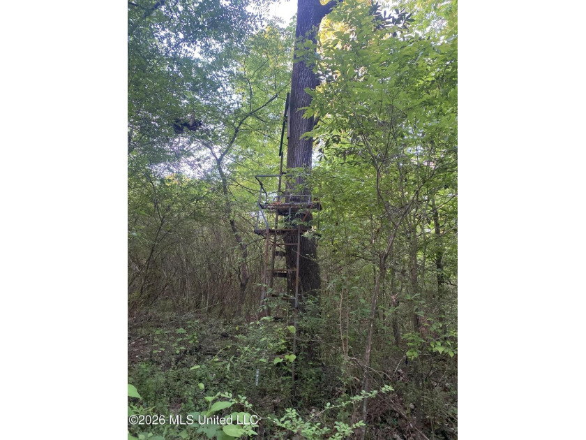 Hunting and Recreational retreat - 398+/- Acres in Amite County - photo 33