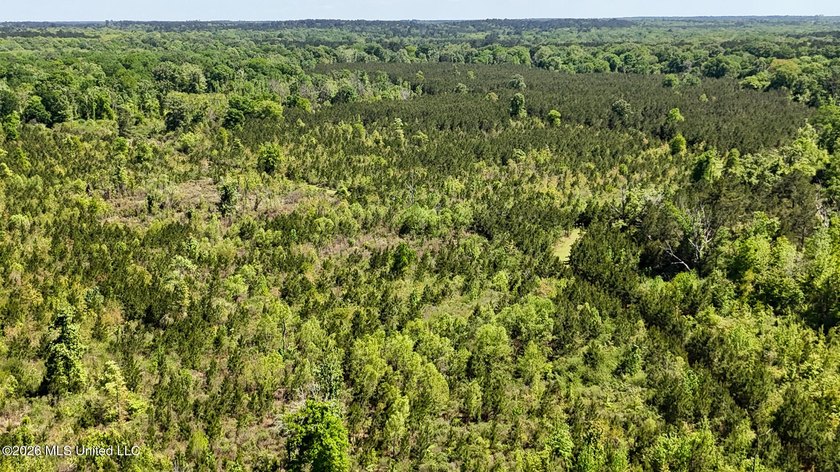Hunting and Recreational retreat - 398+/- Acres in Amite County - photo 39