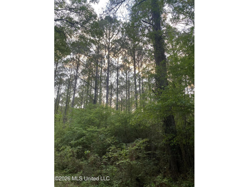 Hunting and Recreational retreat - 398+/- Acres in Amite County - photo 42