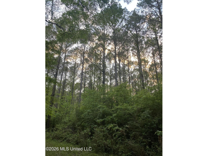 Hunting and Recreational retreat - 398+/- Acres in Amite County - photo 43
