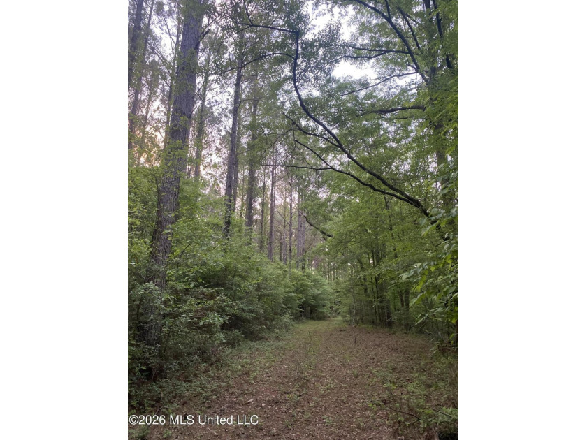 Hunting and Recreational retreat - 398+/- Acres in Amite County - photo 44