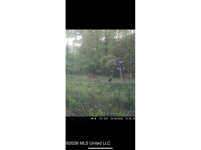 Hunting and Recreational retreat - 398+/- Acres in Amite County - photo 46
