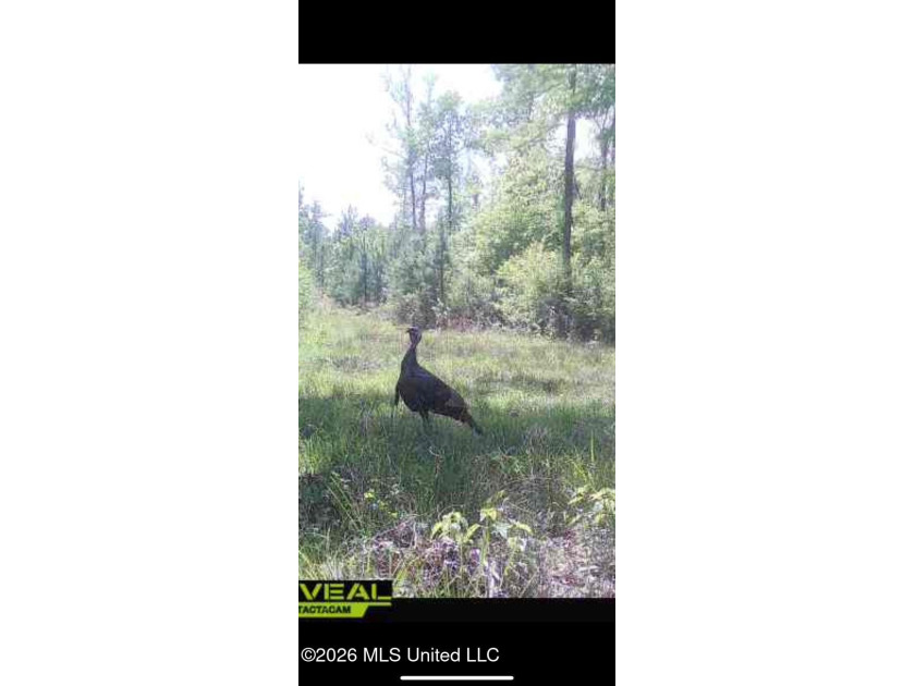Hunting and Recreational retreat - 398+/- Acres in Amite County - photo 47