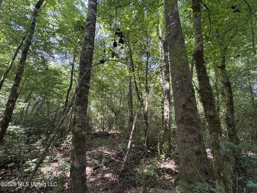 80+/- Acres - Topisaw Creek Recreational Tract, Southwest - photo 18
