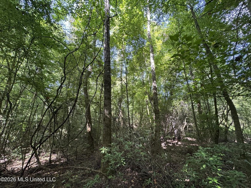 80+/- Acres - Topisaw Creek Recreational Tract, Southwest - photo 19