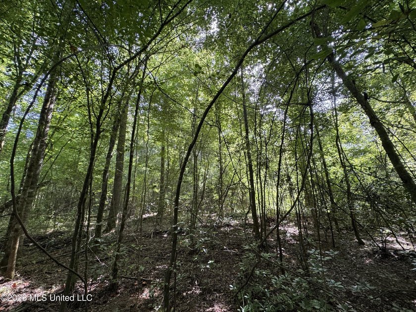 80+/- Acres - Topisaw Creek Recreational Tract, Southwest - photo 20