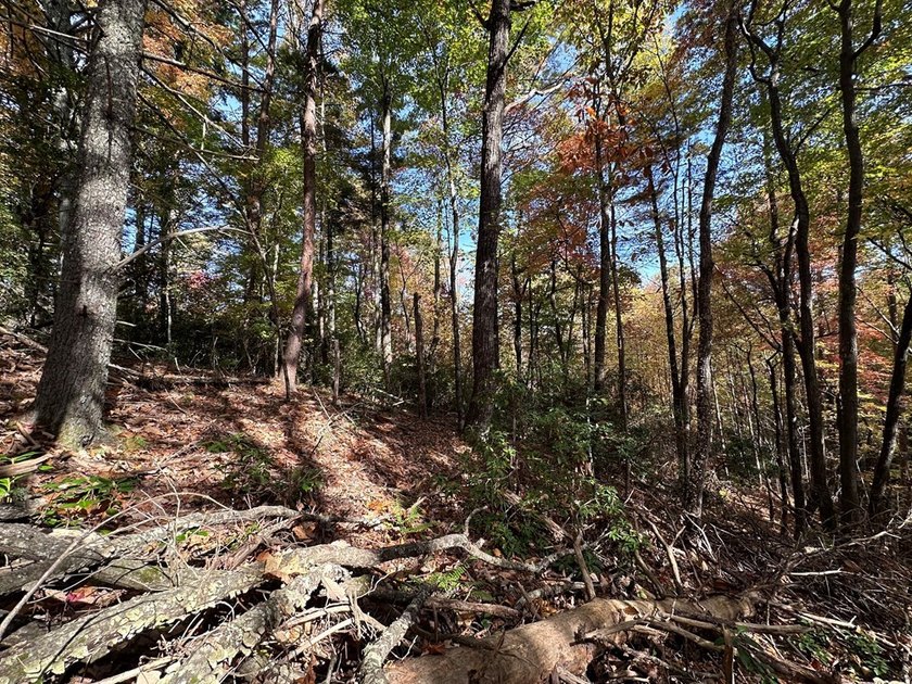 Discover the possibilities with this 8.07-acre mountain property - photo 13
