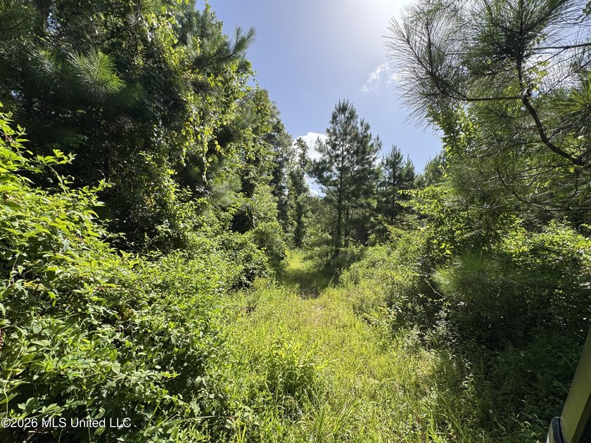 40+/- Acres - Topisaw Creek Recreational Tract Southwest - photo 15