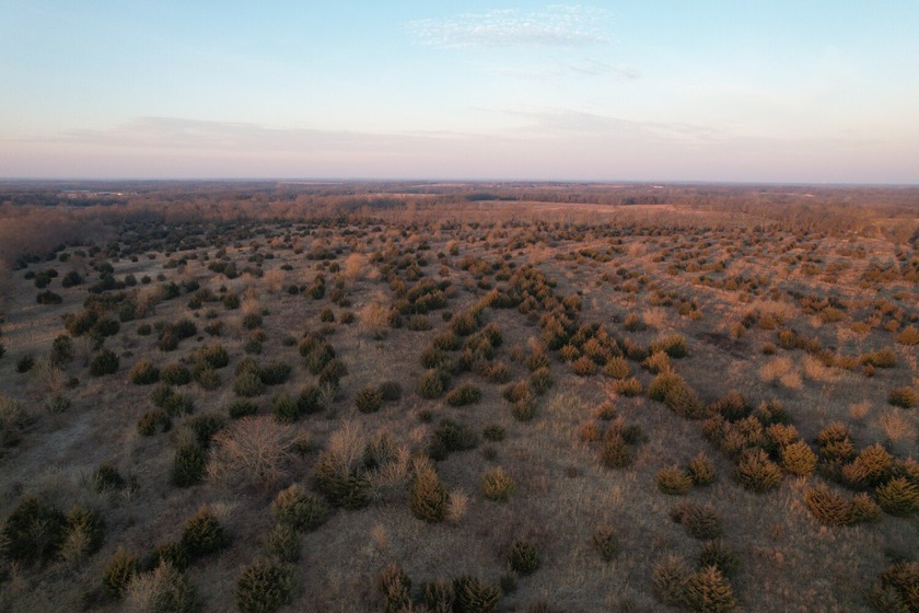 This is sneaky thick hunting property loaded with great habitat - photo 5