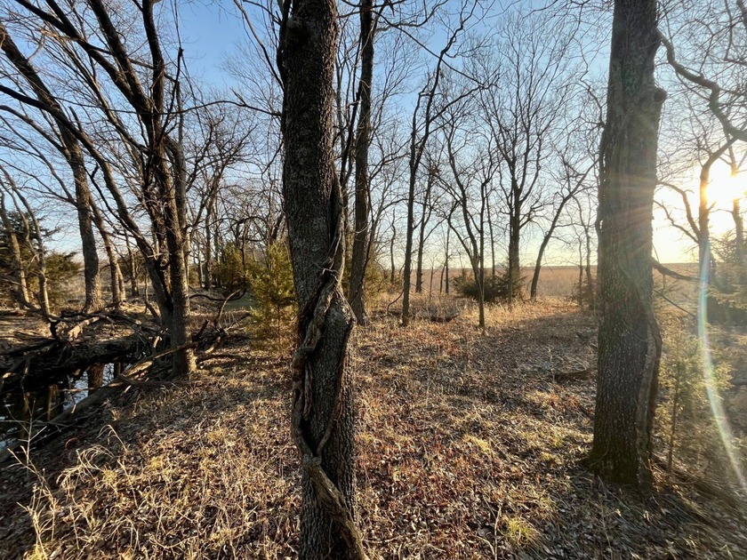 This is sneaky thick hunting property loaded with great habitat - photo 6