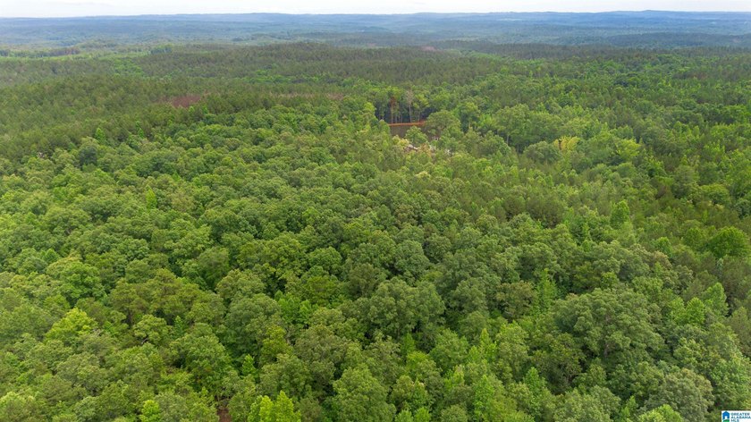 Getting lost in the woods sounds a lot better when you own all - photo 3