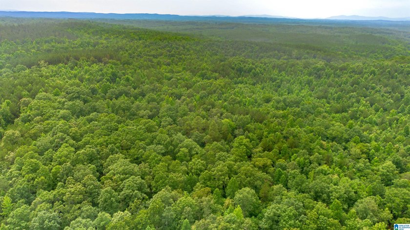 Getting lost in the woods sounds a lot better when you own all - photo 6