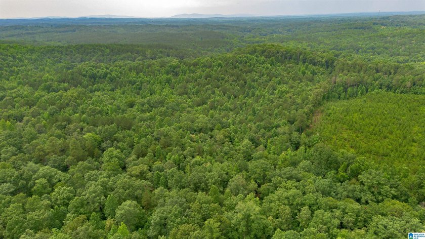 Getting lost in the woods sounds a lot better when you own all - photo 7
