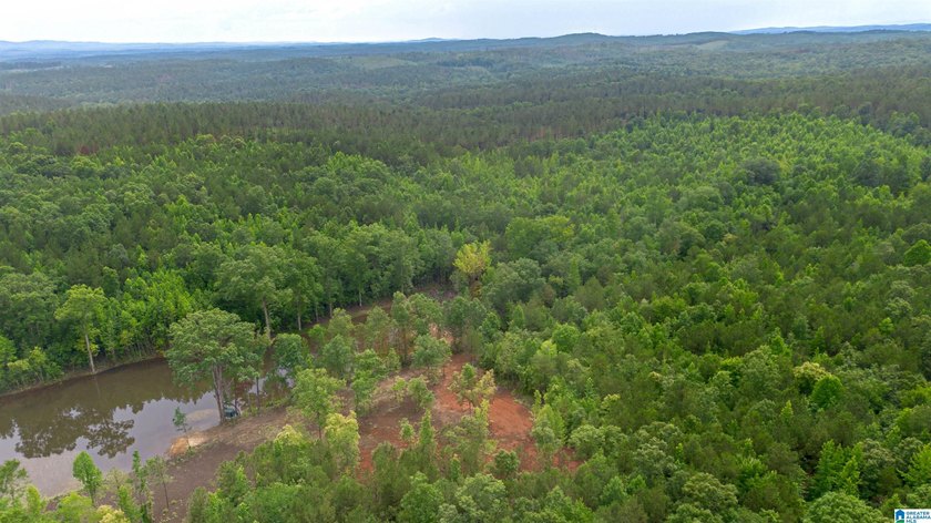 Getting lost in the woods sounds a lot better when you own all - photo 8