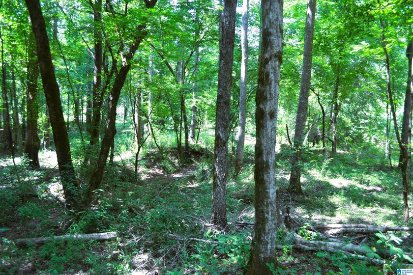 Approximately 3 acres on the North River in The Retreat at - photo 7