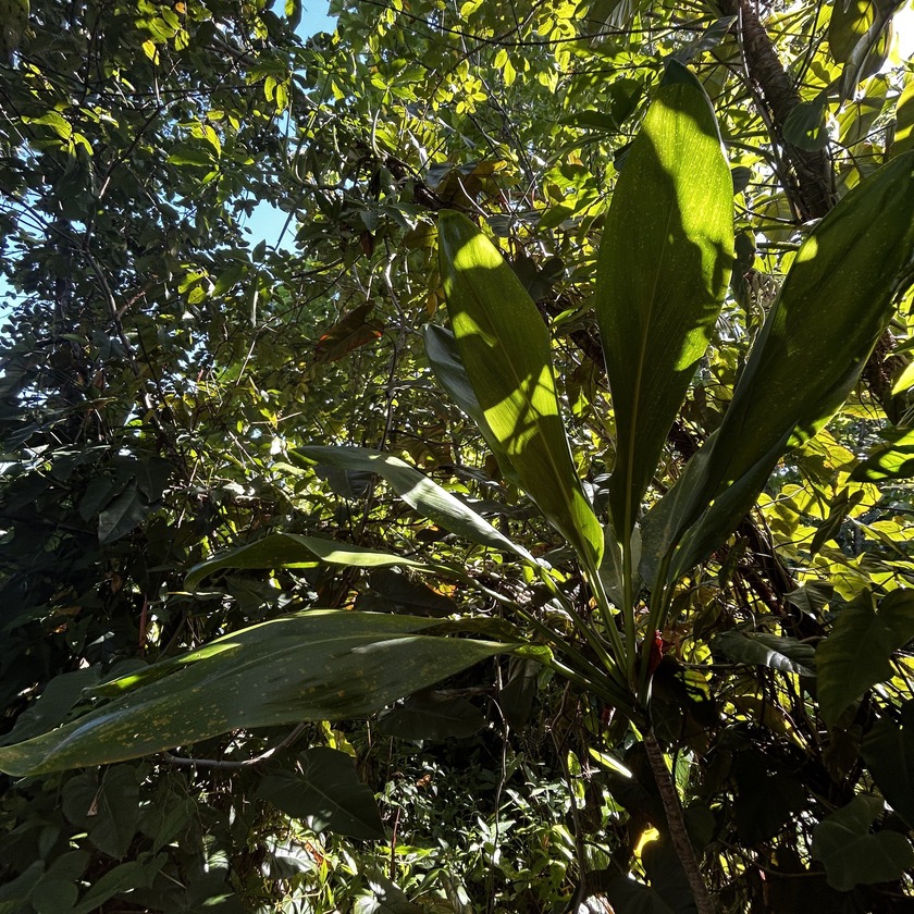 One of three Adjacent Lots in Hawaiian Beaches to be sold - photo 12