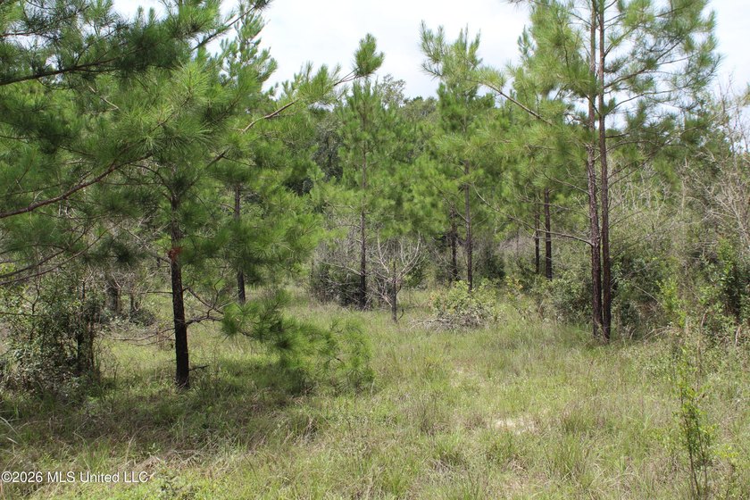 Rare 6.66-acre tract offering privacy, natural beauty and - photo 13