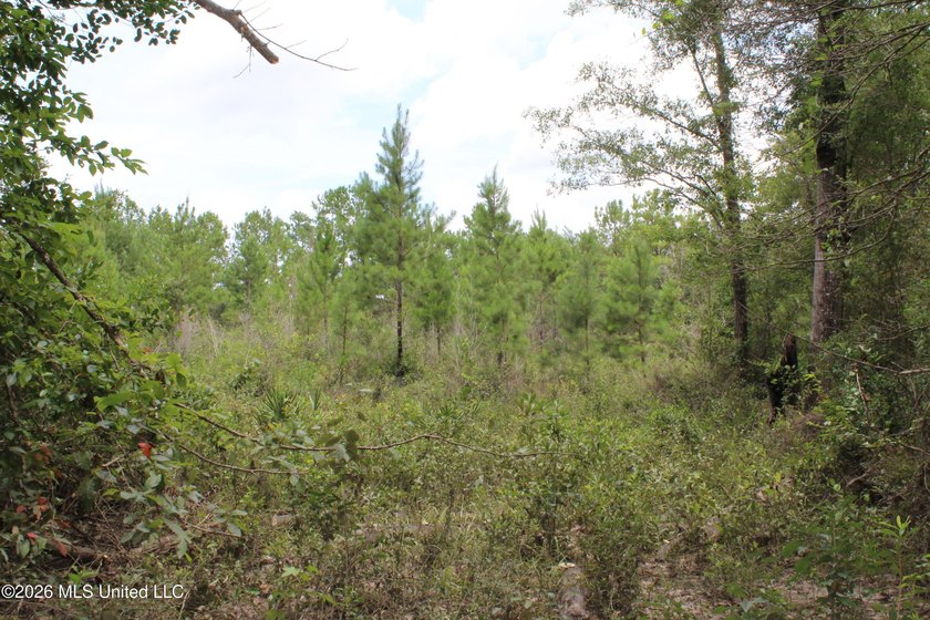 Rare 6.66-acre tract offering privacy, natural beauty and - photo 17