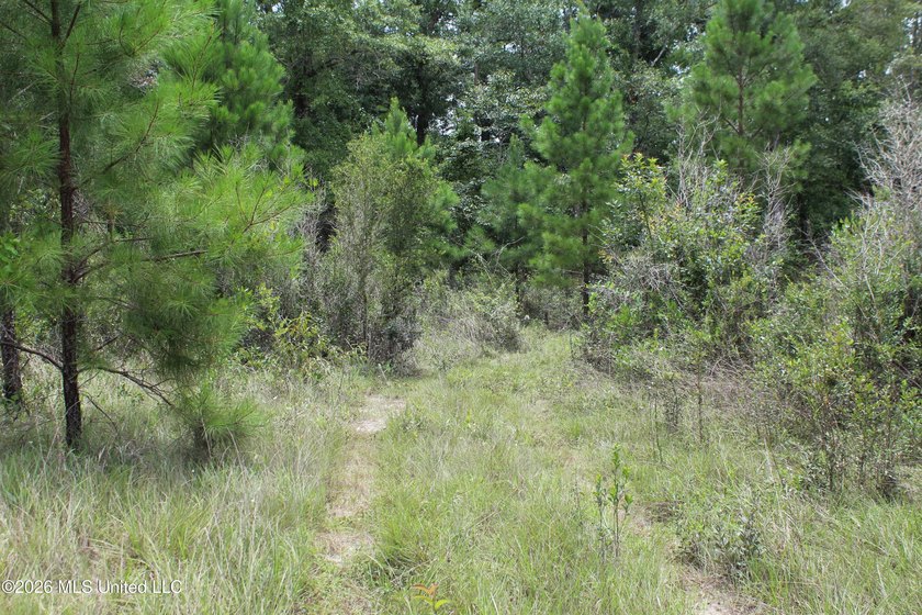 Rare 6.66-acre tract offering privacy, natural beauty and - photo 19