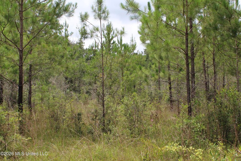 Rare 6.66-acre tract offering privacy, natural beauty and - photo 24
