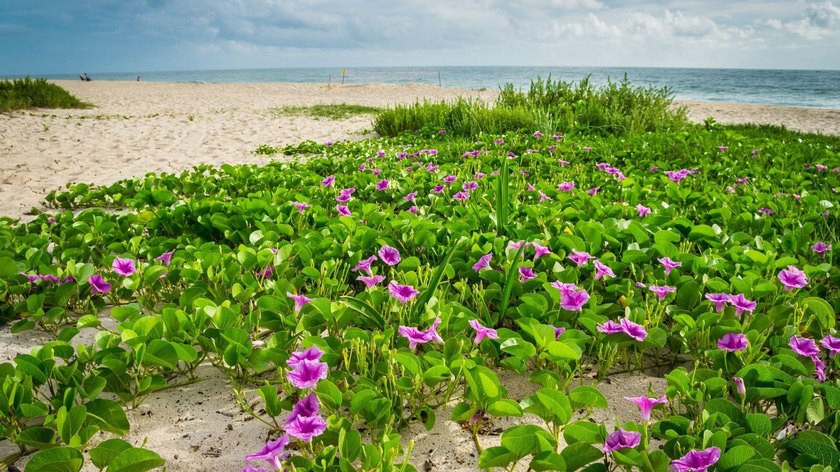 Rare opportunity to build in one of North Hutchinson Island's - photo 13