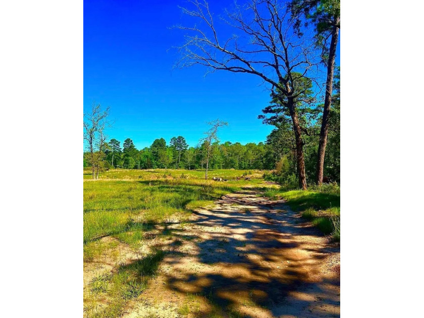 Unrestricted East Texas acreage where your imagination gets to - photo 2