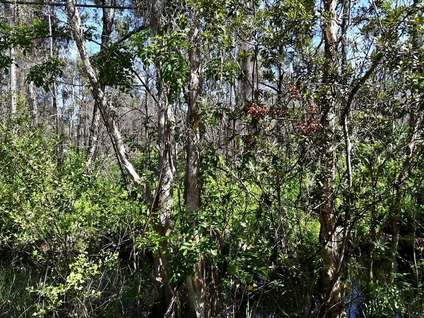 Vacant 1.25-acre parcel located off Dyer Road in St. Lucie - photo 3