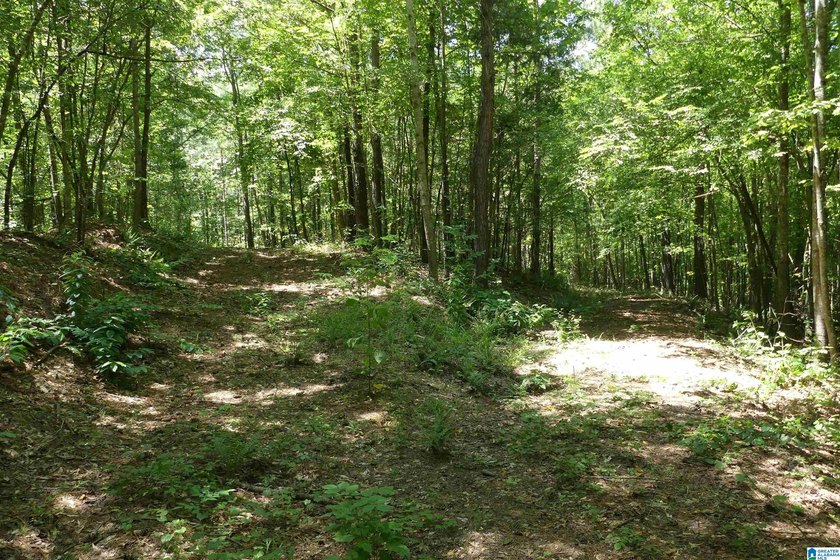 HERE IS A GEAT DEAL ON 2.93 ACRES OF WATER FRONT PROPERTY WITH - photo 9