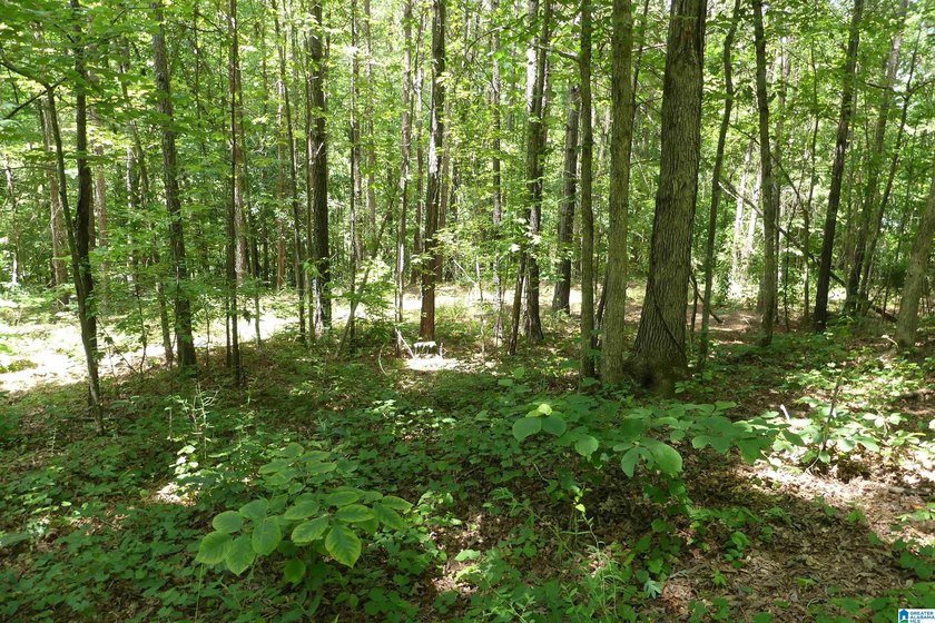 HERE IS A GEAT DEAL ON 2.93 ACRES OF WATER FRONT PROPERTY WITH - photo 10