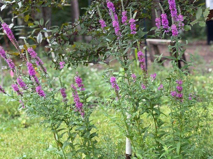 Escape to the beauty of the Northwoods with this one-of-a-kind - photo 30