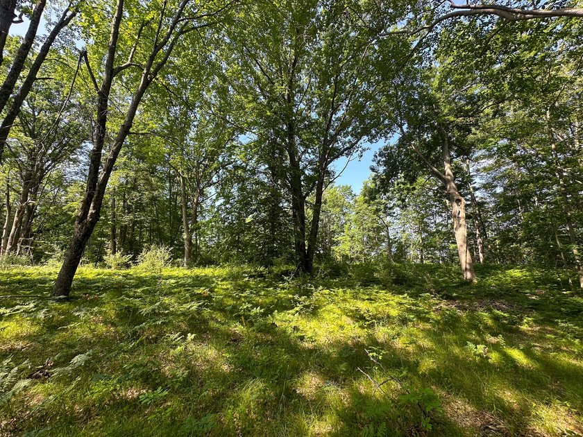 Don't miss this outstanding 40-acre recreational property in the - photo 11