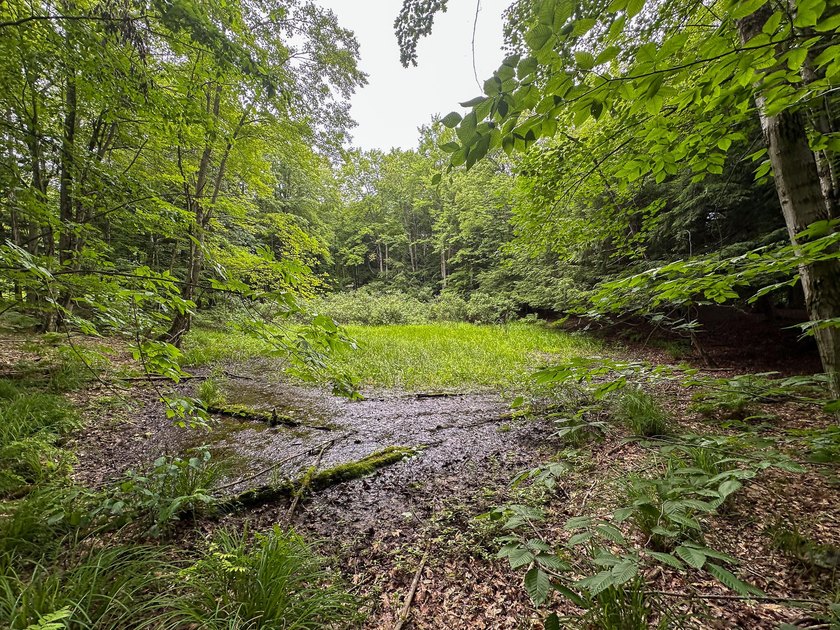 Don't miss this outstanding 40-acre recreational property in the - photo 19