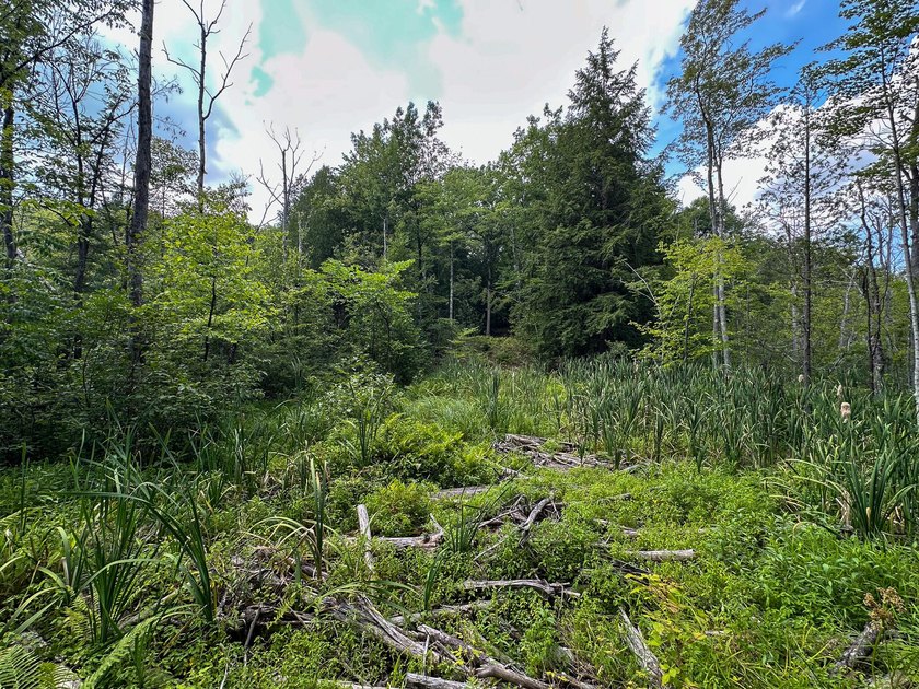 Don't miss this outstanding 40-acre recreational property in the - photo 22