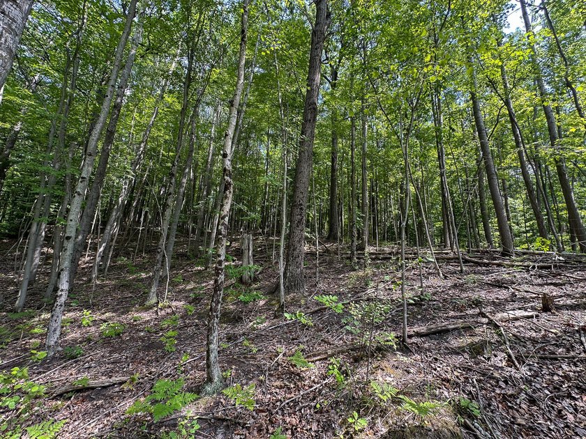 Don't miss this outstanding 40-acre recreational property in the - photo 26