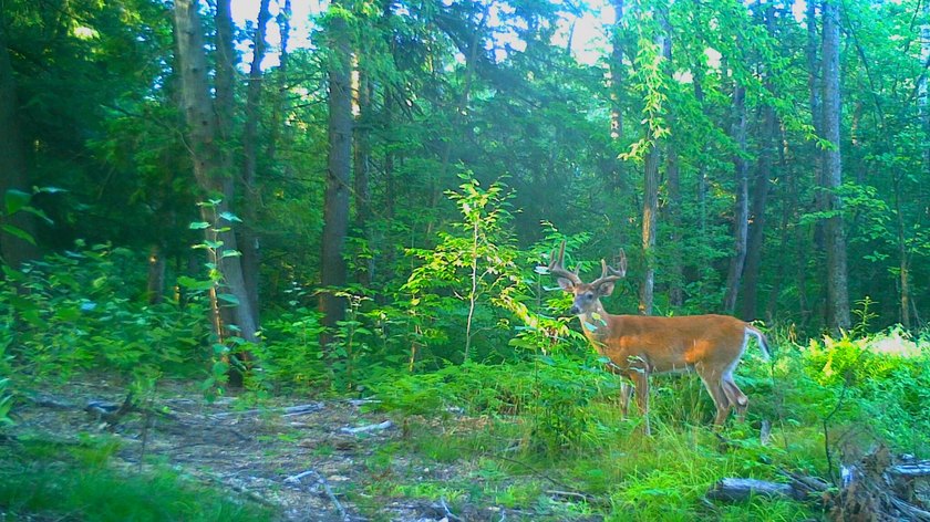 Don't miss this outstanding 40-acre recreational property in the - photo 29
