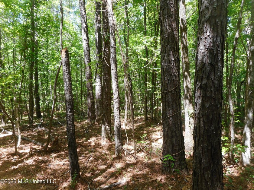 Lena 40+/- acres with about 1,400 feet of frontage along Hwy 25 - photo 11