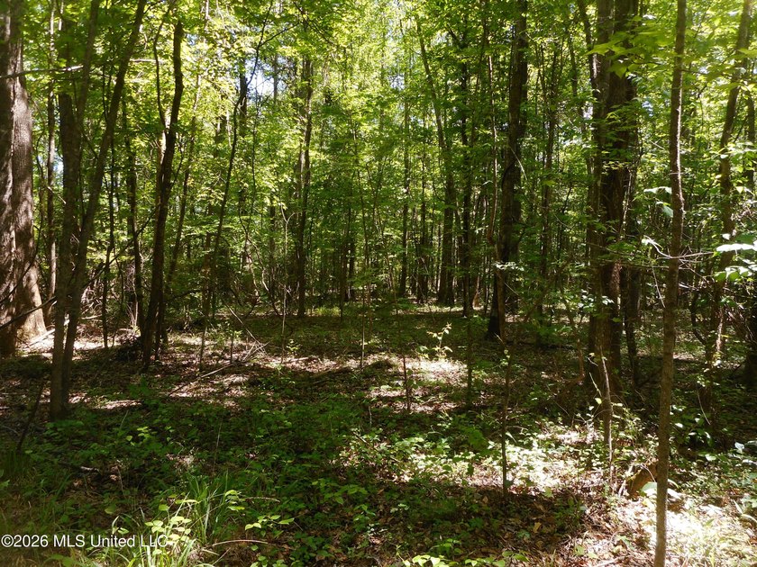 Lena 40+/- acres with about 1,400 feet of frontage along Hwy 25 - photo 12